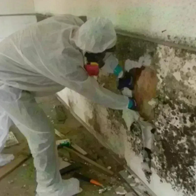 Mold Remediation and Removal in Sycamore, IL